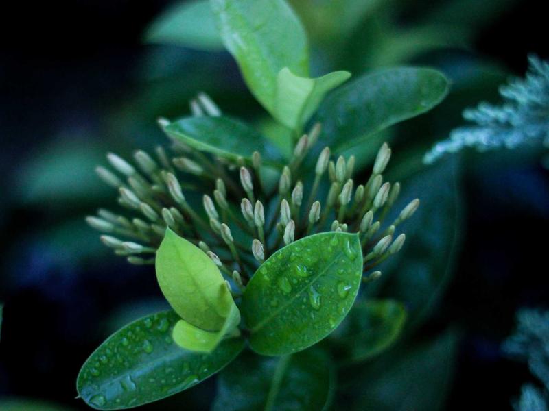 耳朵怀孕<br>gitbuvf.cn 耳机发烧友谈